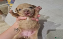 Mixed Breed dogs for sale: French bull weinners  - Image 23
