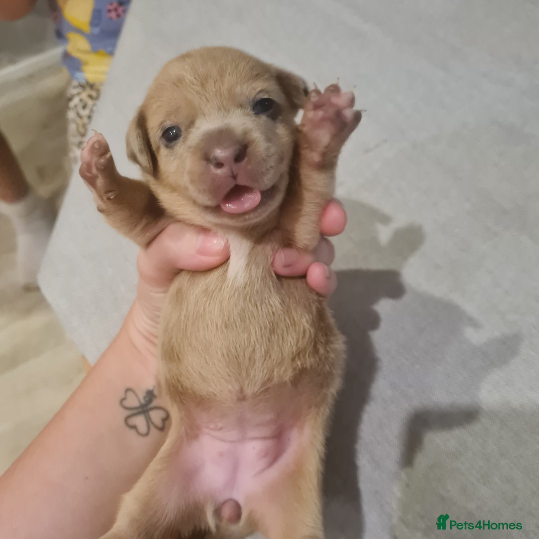 Mixed Breed dogs for sale: French bull weinners  - Image 23