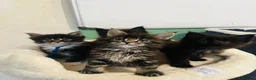 Maine Coon cats for sale: Stunning pedigree Maine coon kittens TICA - Advert 6
