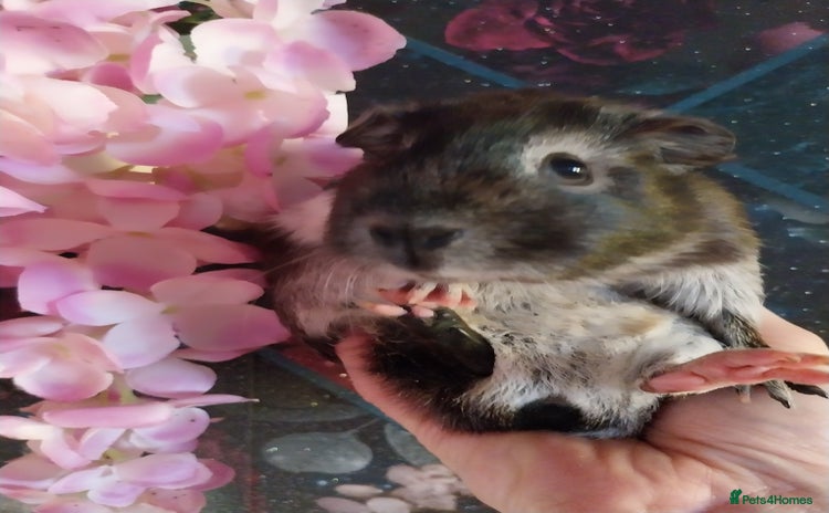 Guinea Pig rodents - Advert 15