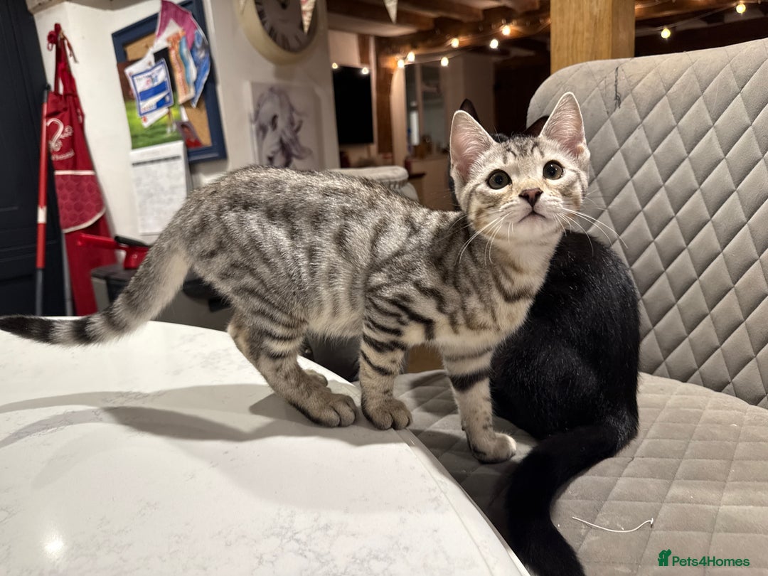 Bengal cats for sale: Stunning Bengal Kittens - Image 9