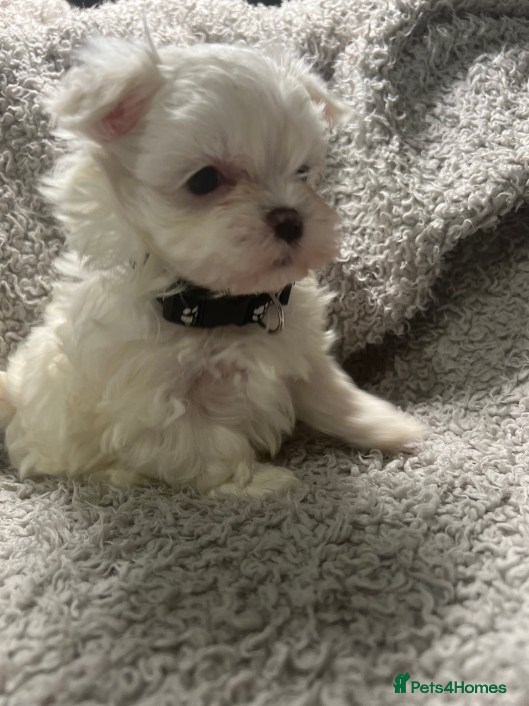 Maltese dogs for sale: Maltese puppies available  - Advert 8