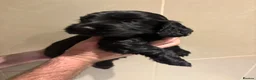 Cocker Spaniel dogs for sale: Bella is proud mummy of 6 show cocker spaniels - Advert 13