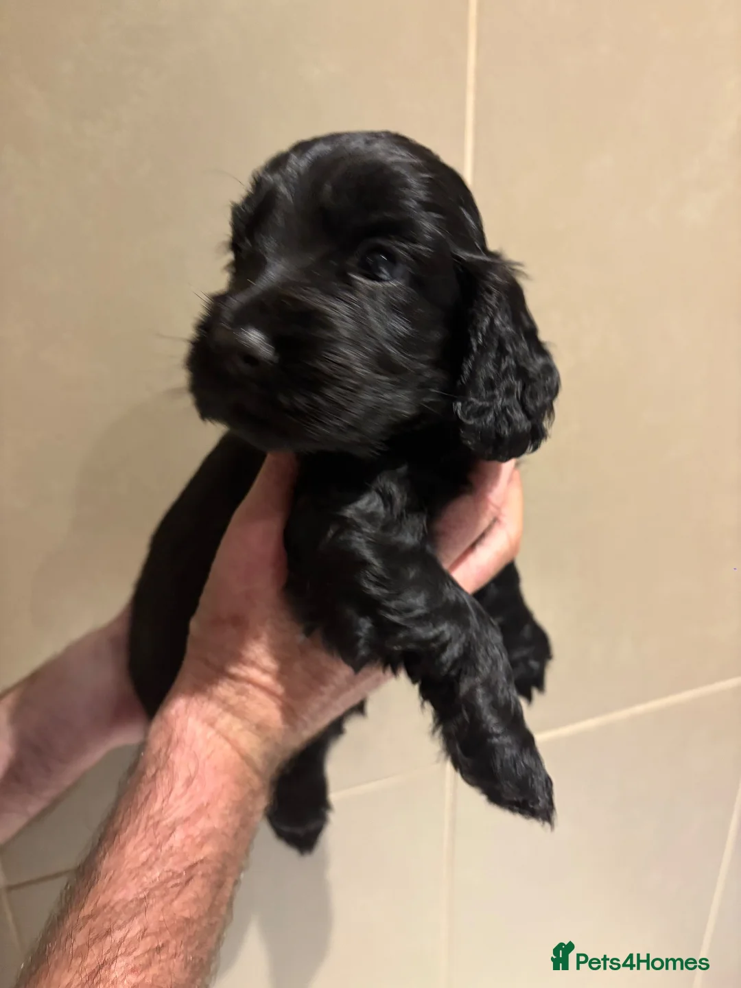 Cocker Spaniel dogs for sale: Bella is proud mummy of 6 show cocker spaniels - Advert 13