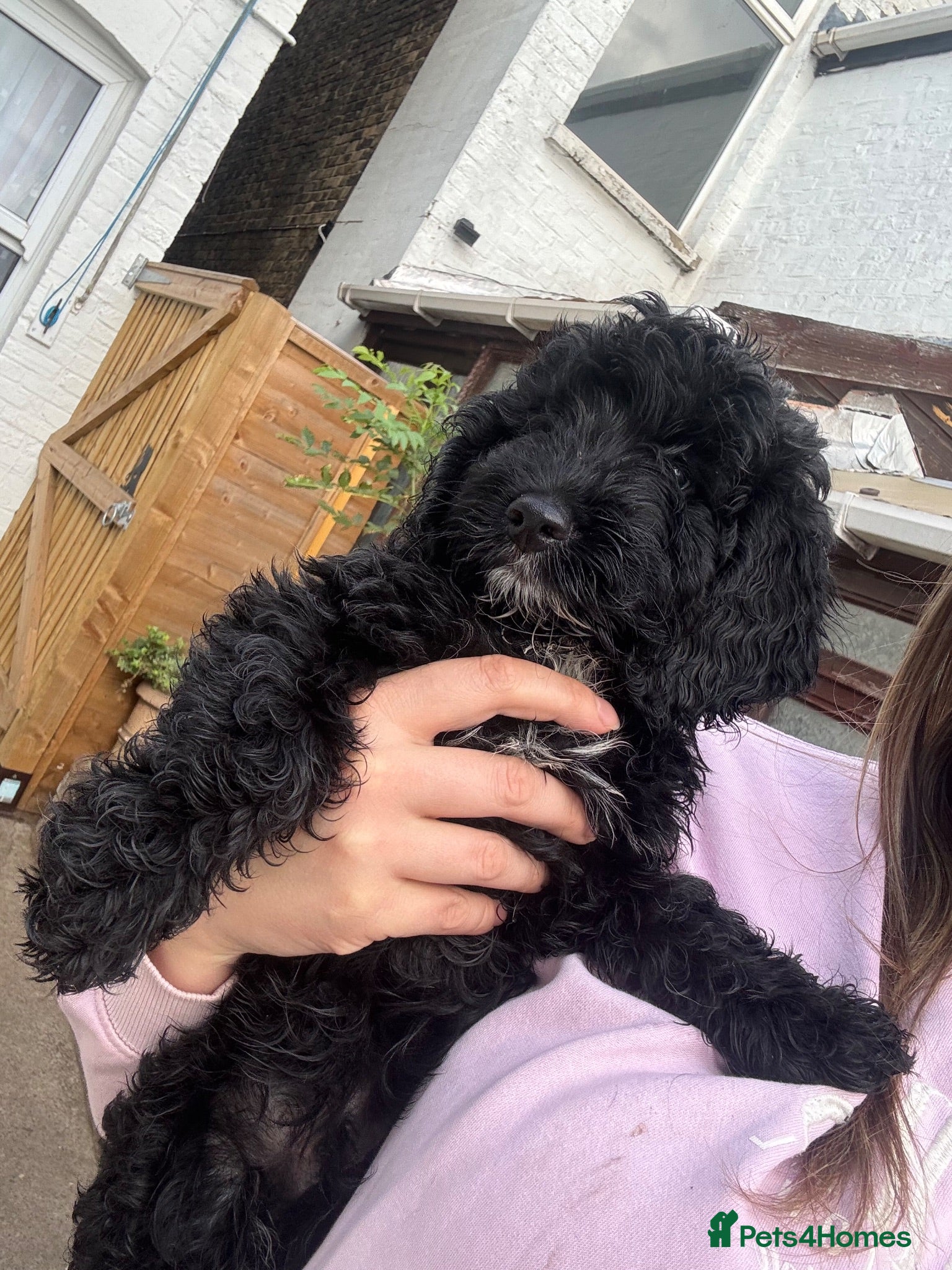 Cockapoo dogs ✨F1 Cockapoo Vet Checked ready to leave  - Advert 15