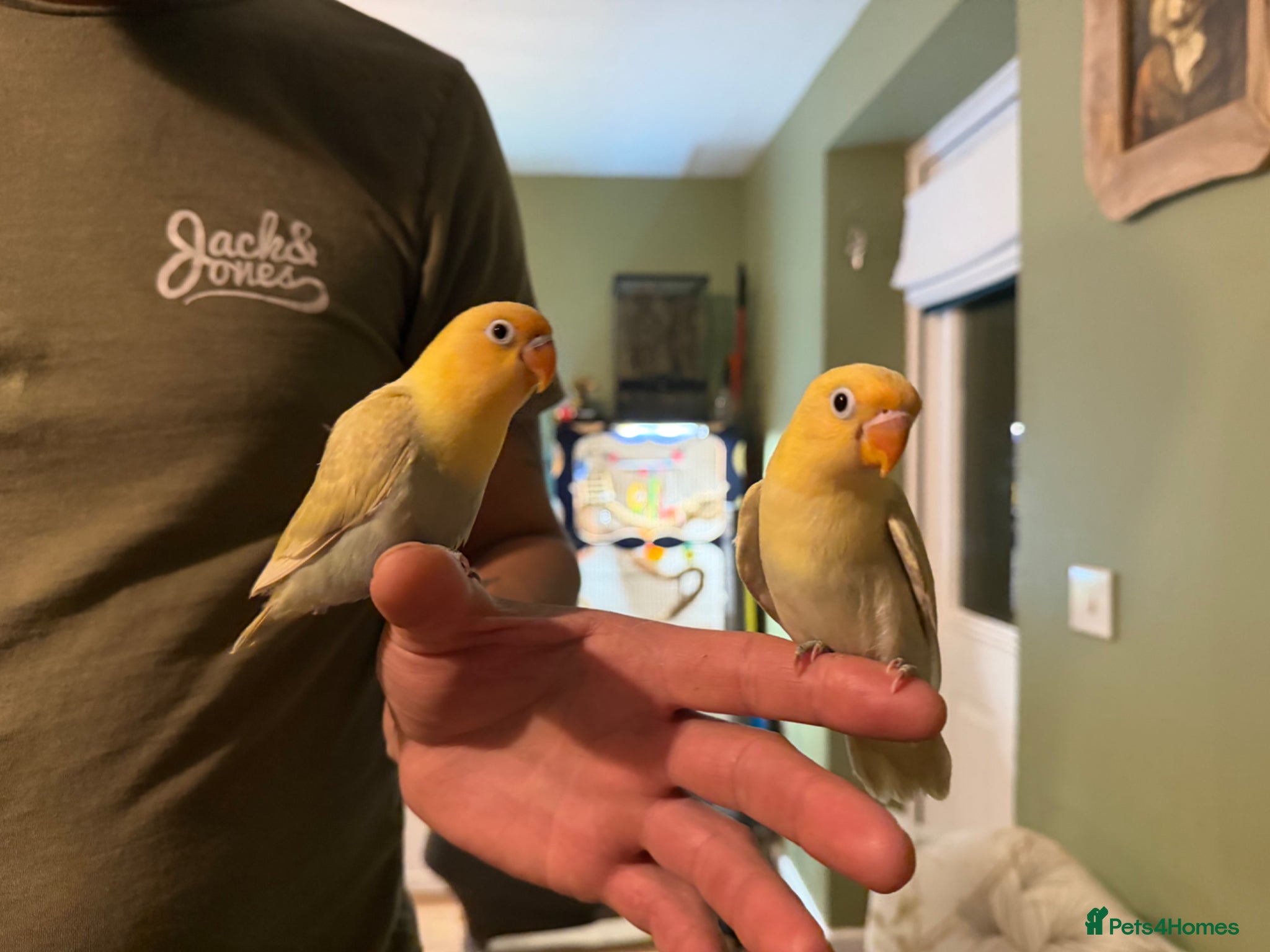 Lovebirds birds READY NOW!!Beautiful handreared Fischer love birds - Advert 18