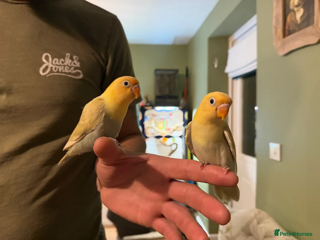 Lovebirds birds for sale: Beautiful handreared Fischer love birds - Advert 2