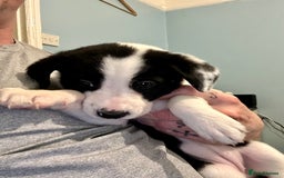 Mixed Breed dogs for sale: Border Collie x Whippet  - Image 9