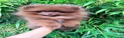 Pomeranian dogs for sale: Chocolate Pomeranian Girl and boys - Advert 22