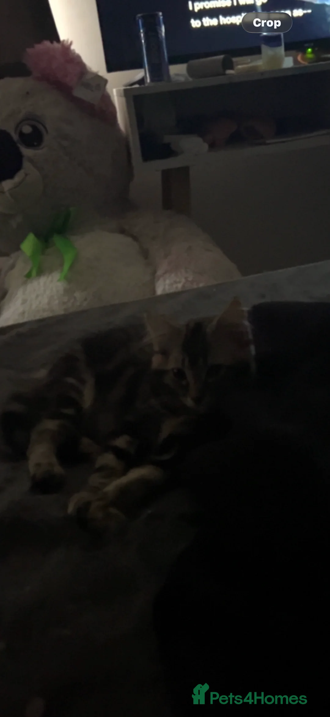 Ragdoll cats for sale: Asap 3 mixed breed ragdoll in Houghton Regis - Advert 2