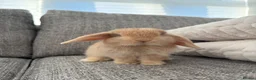 Mini Lop rabbits for sale: Mini lop Bunnies  - Advert 1