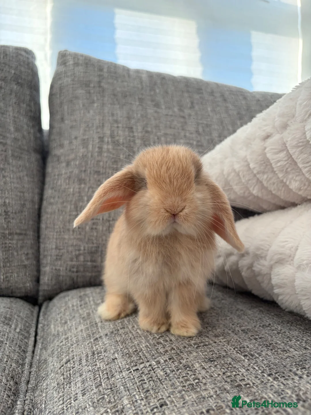 Mini Lop rabbits for sale: Mini lop Bunnies  - Advert 1