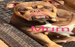 English Bulldog dogs for sale: Stunning 🏴󠁧󠁢󠁥󠁮󠁧󠁿English bulldog puppies  - Image 6