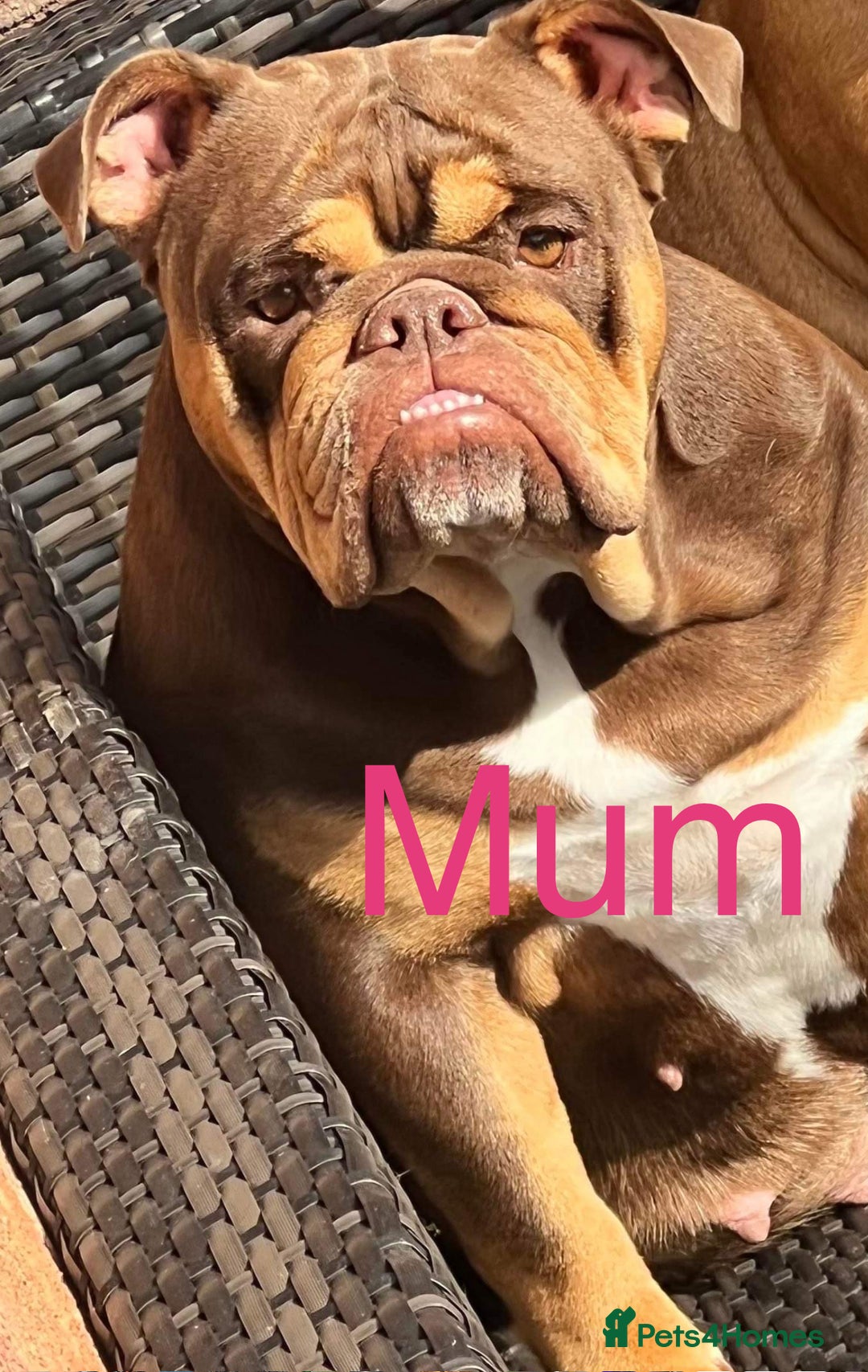 English Bulldog dogs for sale: Stunning 🏴󠁧󠁢󠁥󠁮󠁧󠁿English bulldog puppies  - Image 6