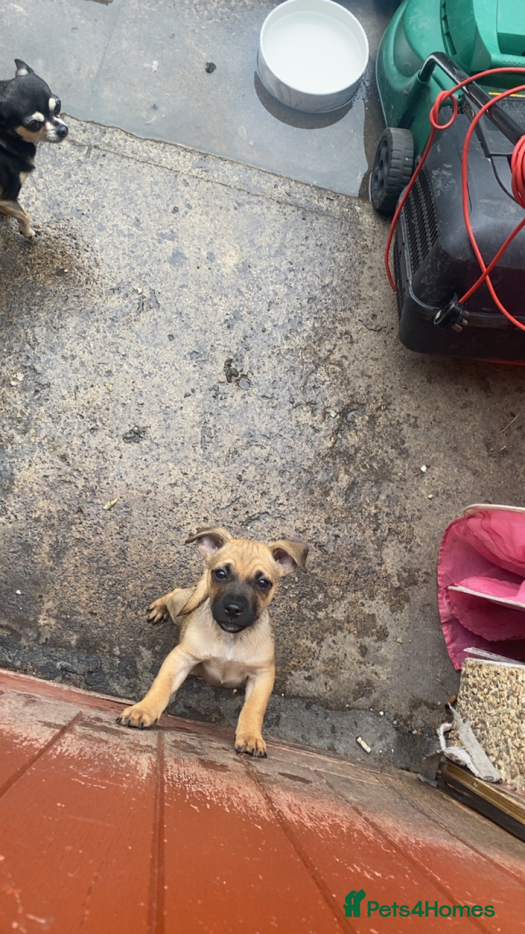 Jug dogs for sale: Lovely little bundle of joy  - Image 7