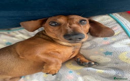 Miniature Dachshund dogs for sale: Beautiful 7 year old Dachshund needs home - Image 2