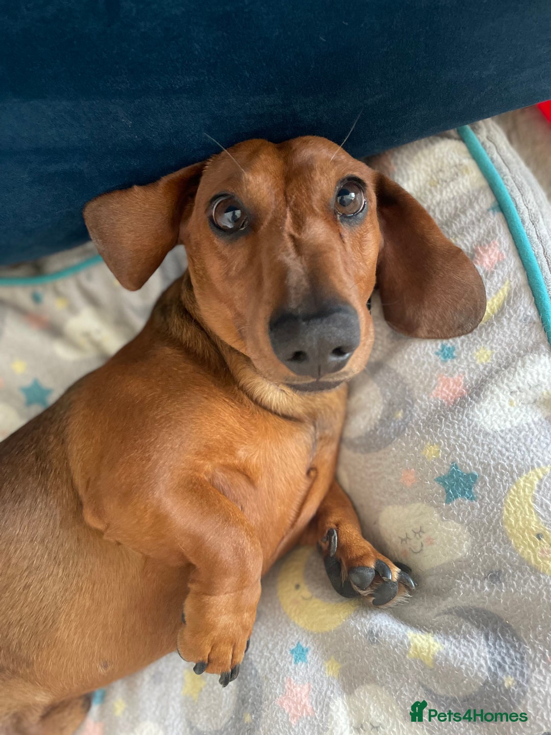Miniature Dachshund dogs for sale: Beautiful 7 year old Dachshund needs home - Image 2