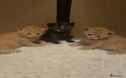British Shorthair cats for sale: British Shorthair X kittens - Image 6