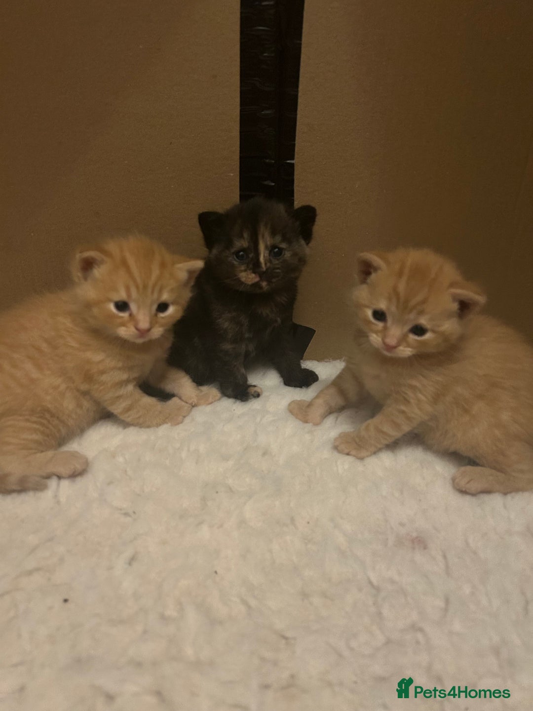 British Shorthair cats for sale: British Shorthair X kittens - Image 6