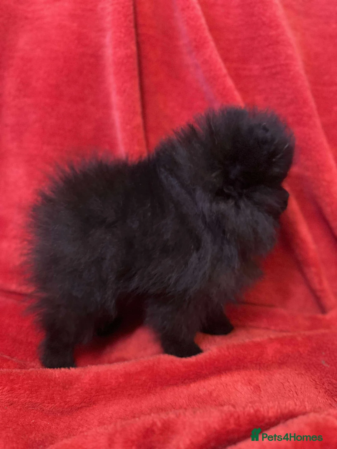 Pomeranian dogs for sale: Stunning KC reg Pomeranians 🌟REDUCED🌟 - Advert 18