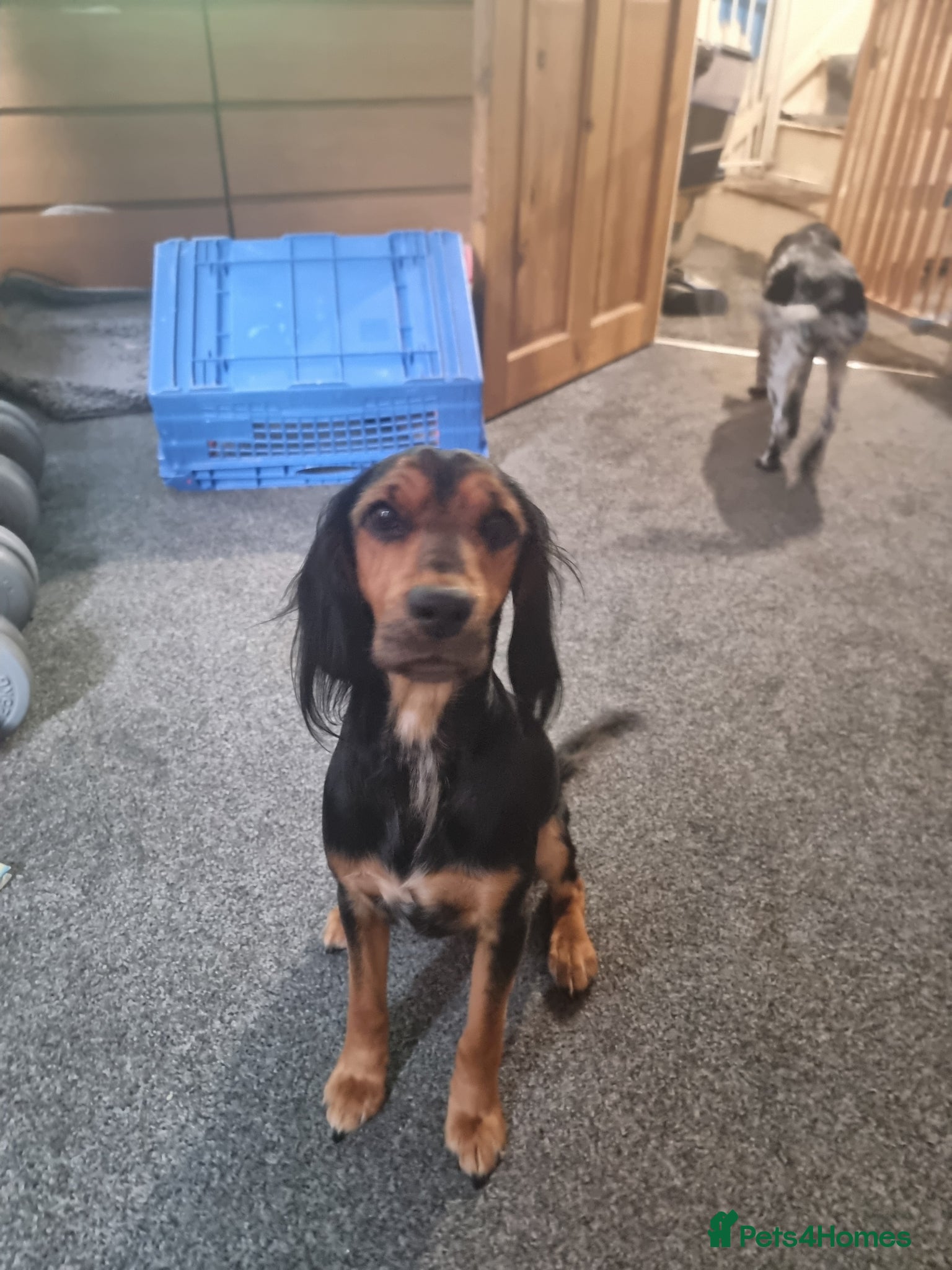 Mixed Breed dogs Rambo  - Advert 1
