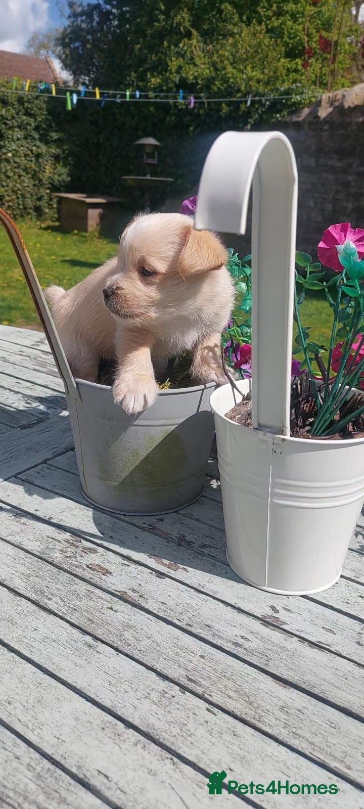 Jackapoo dogs JACKANORRIPOOS - Advert 2