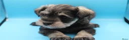 Miniature Schnauzer dogs for sale: 🌟 Exceptional KC Miniature Schnauzer Puppies 🌟 - Advert 5