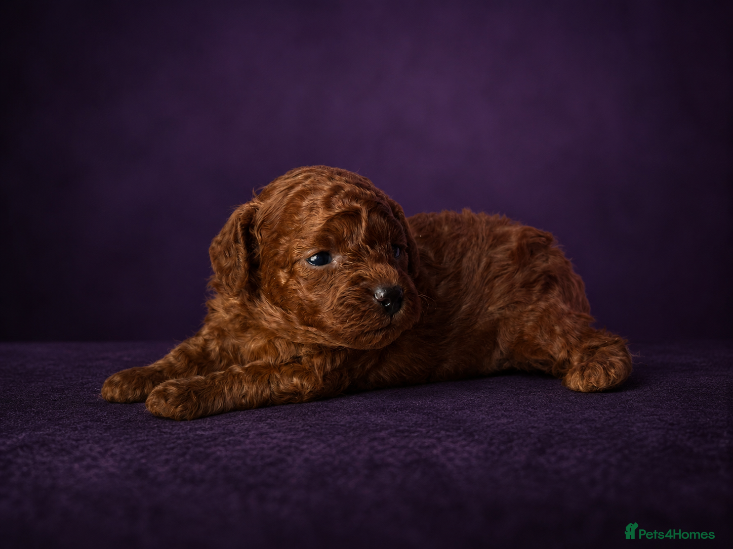 Toy Poodle dogs Asian poodle, Female ♥️, Surrey based  - Advert 1