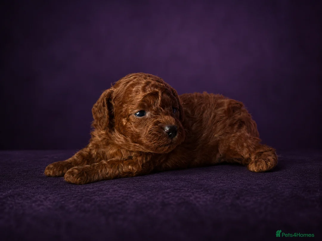 Toy Poodle dogs for sale: Asian poodle, Female ♥️, Surrey based  - Advert 1