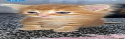 Bengal cats for sale: quarter bengal kittens  - Advert 4