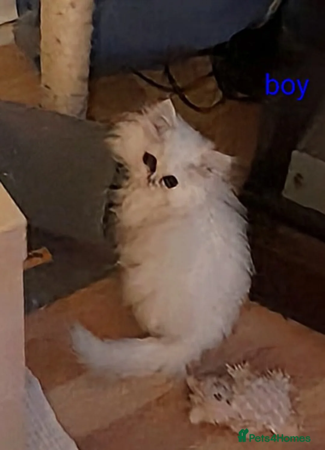 Persian cats for sale: ♦🍒White tipped Persian kittens ready now - Advert 4