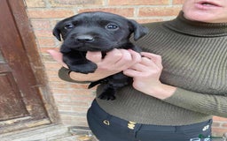 Labrador Retriever dogs for sale: Labrador puppies  - Image 3