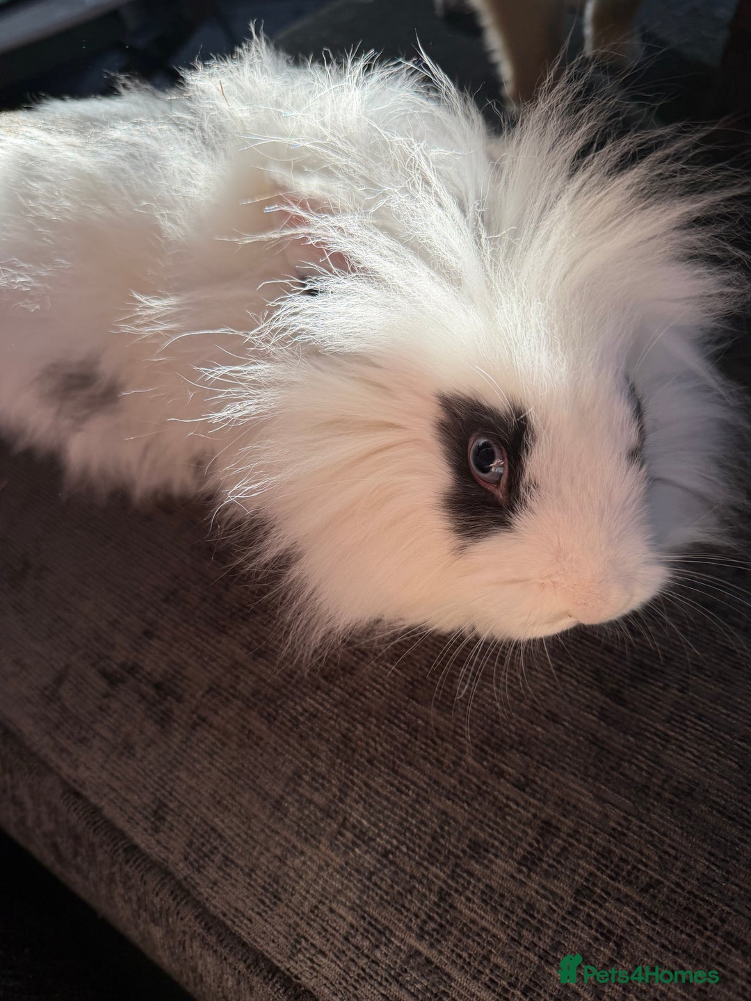 Lionhead rabbits for sale: Beautiful lion head baby rabbits.  - Advert 6