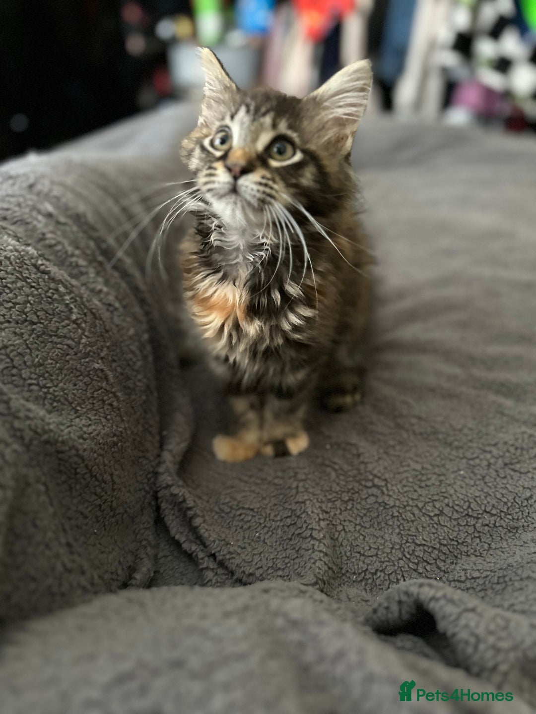 Maine Coon cats for sale: Mainecoon little lady ready for new home - Advert 8