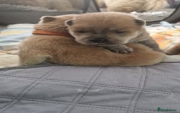Chow Chow dogs for sale: Chow chow puppies - Image 4