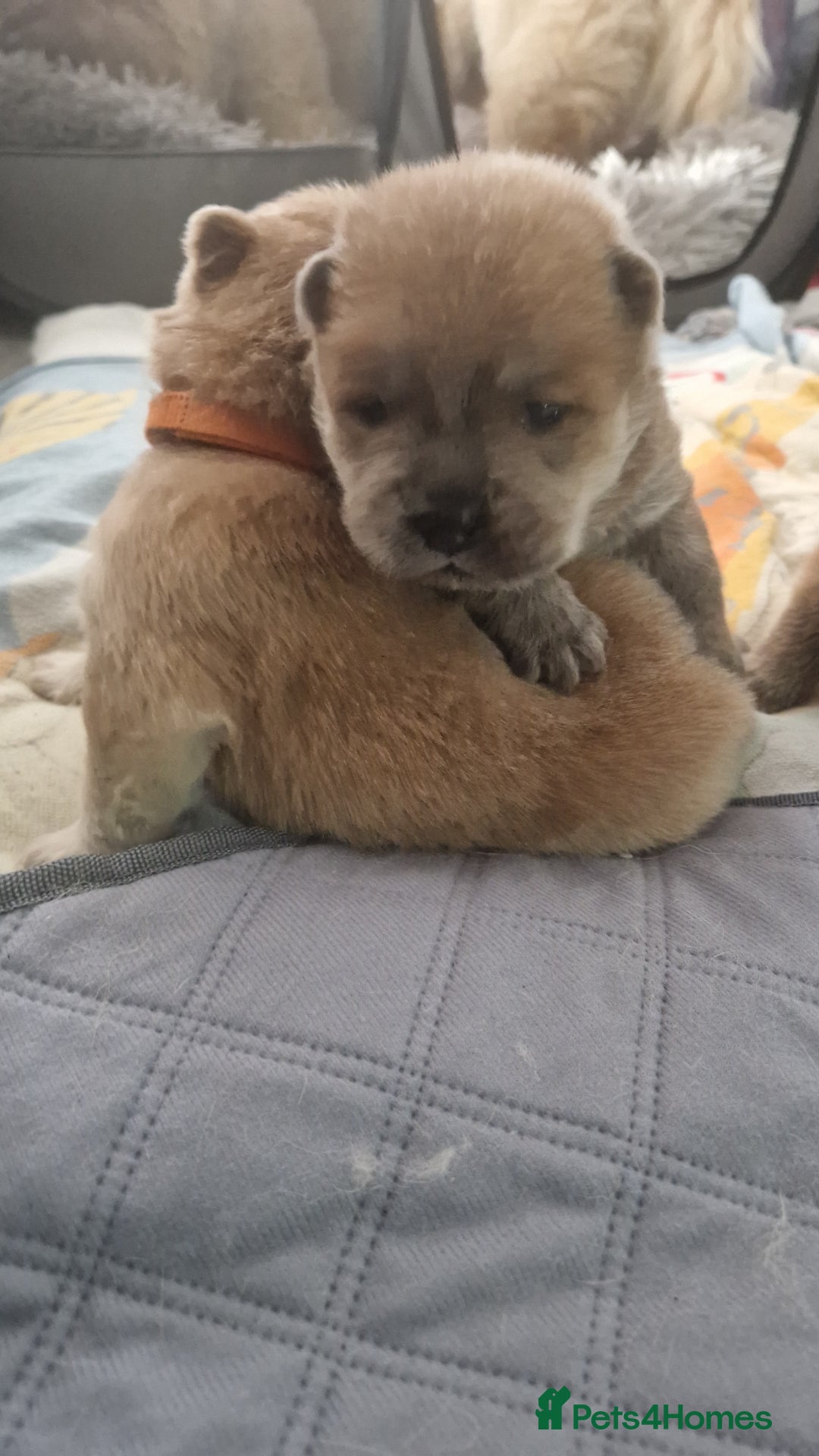 Chow Chow dogs for sale: Chow chow puppies - Image 4