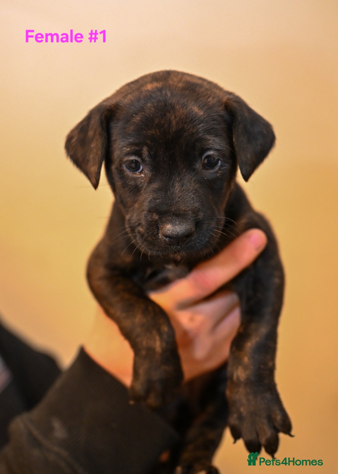 Mixed Breed dogs for sale: 5 Female Bull Lurcher Puppies for Sale - Advert 5