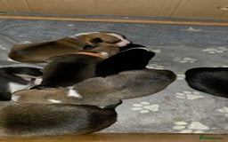 Mixed Breed dogs for sale: Beautiful collie x kelpie puppies  - Image 19