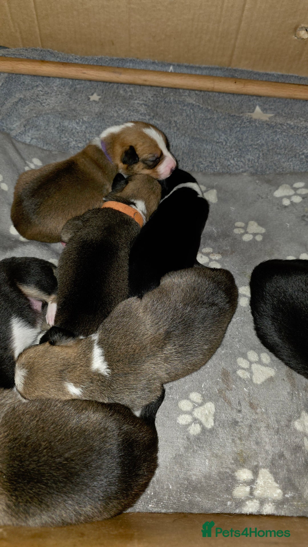 Mixed Breed dogs for sale: Beautiful collie x kelpie puppies  - Image 19
