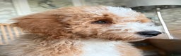 Mixed Breed dogs for sale: ❤️Teddy- Australian Golden Double Doodle ❤️ - Advert 15