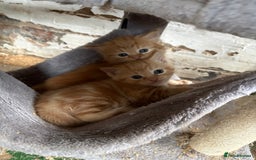 Mixed Breed cats for sale: 7 kittens looking for new home!  - Image 5