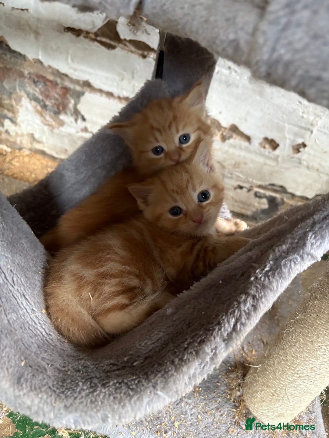 Mixed Breed cats for sale: 7 kittens looking for new home!  - Image 5