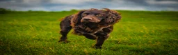 Cocker Spaniel dogs for stud: KC reg Working Cocker Spaniel for Stud - Advert 7
