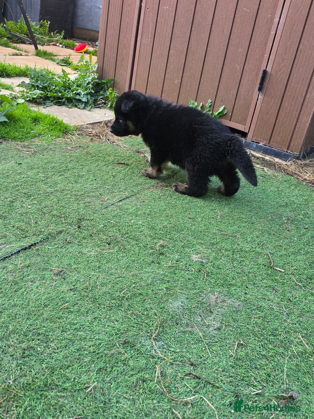 German Shepherd dogs for sale: German shepard pups - Image 10