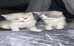 Mixed Breed cats for sale: mixed breed male cat - Image 7