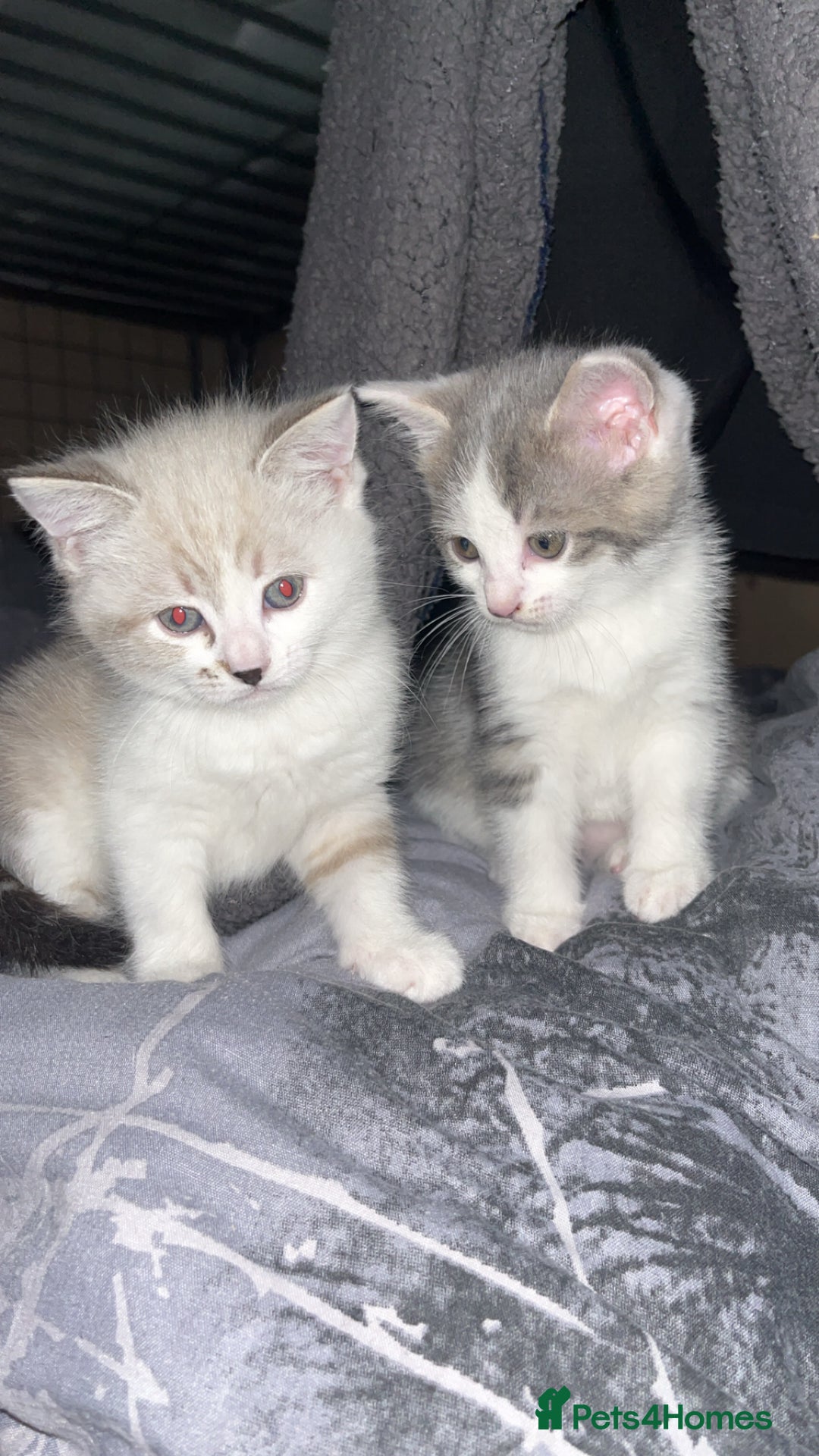 Mixed Breed cats for sale: mixed breed male cat - Image 7