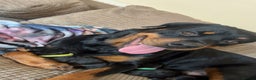 Rottweiler dogs for sale: 3 chunky KC registered girls for sale - Advert 15
