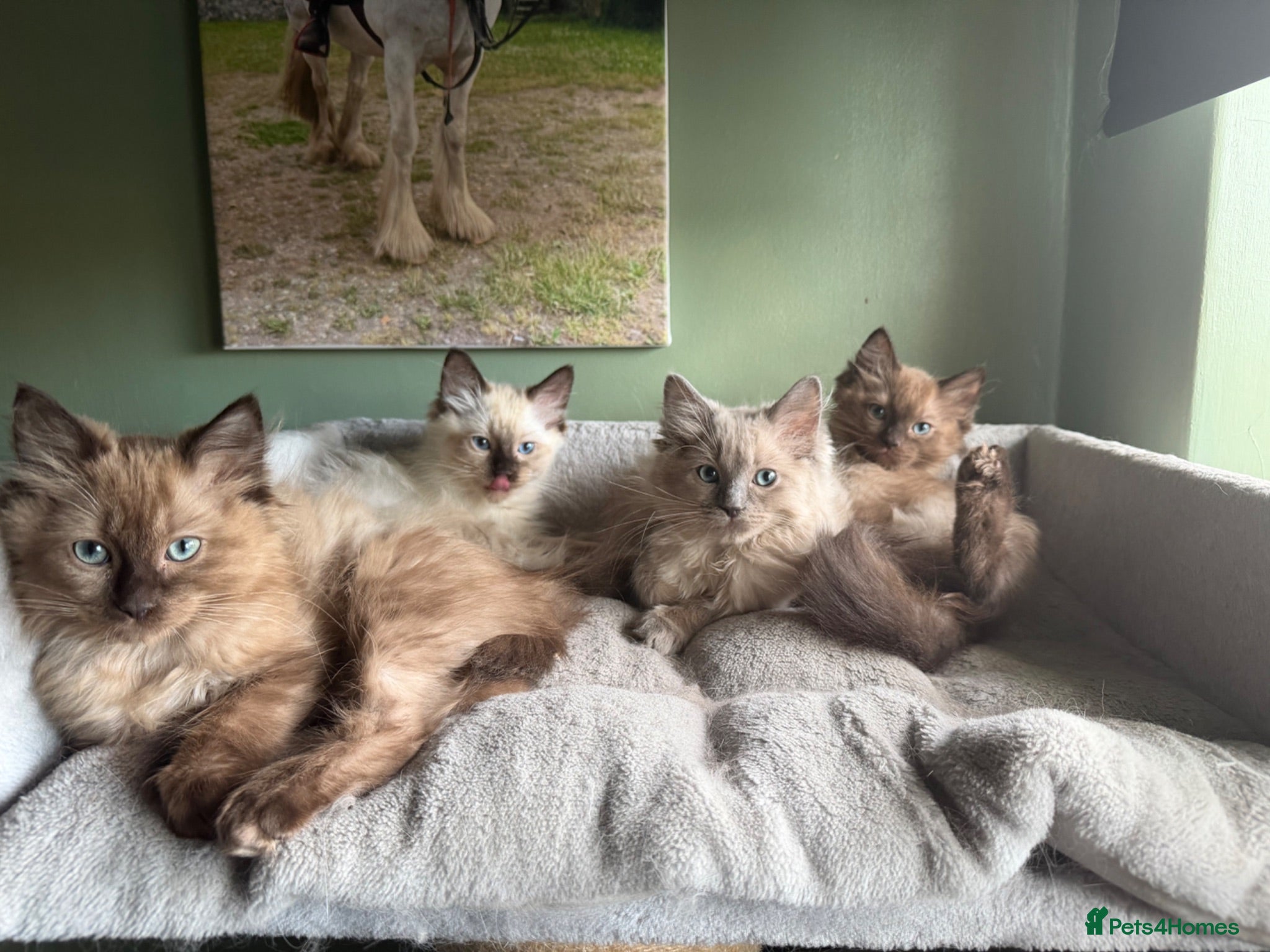 Ragdoll cats Tica Registered Mink Ragdolls - Advert 2
