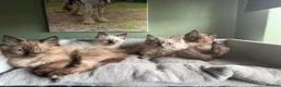 Ragdoll cats for sale: Tica Registered Mink Ragdolls - Advert 12