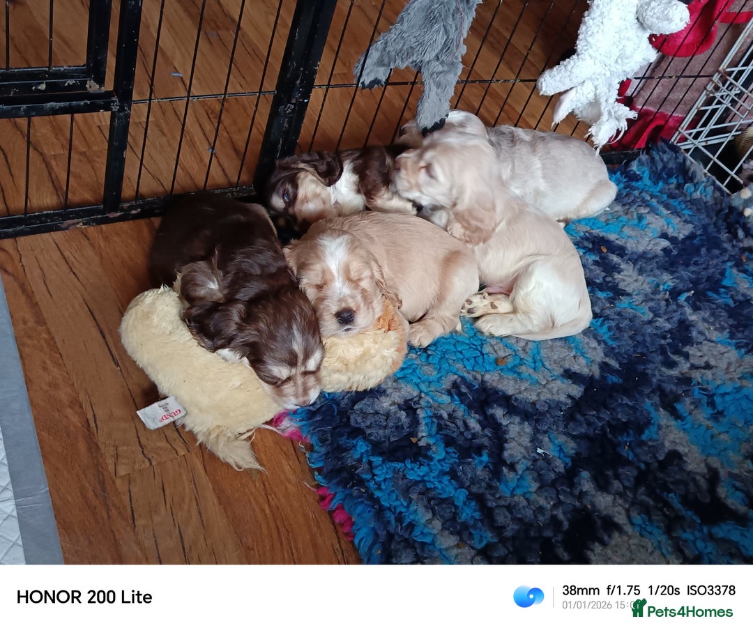 Cocker Spaniel dogs for sale: Show type Cocker Spaniel puppies - Advert 1